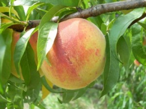 Indigo-Farms-Peach