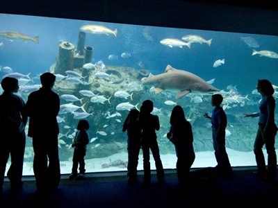 NC Aquariums Ft Fisher Vacation Activity Guide