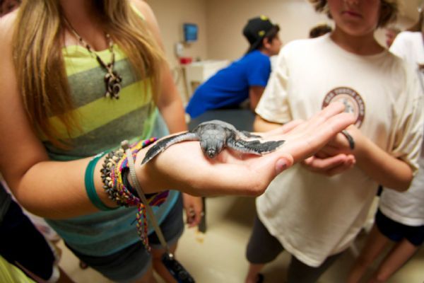 Sea Turtle Camp Vacation Activity Guide