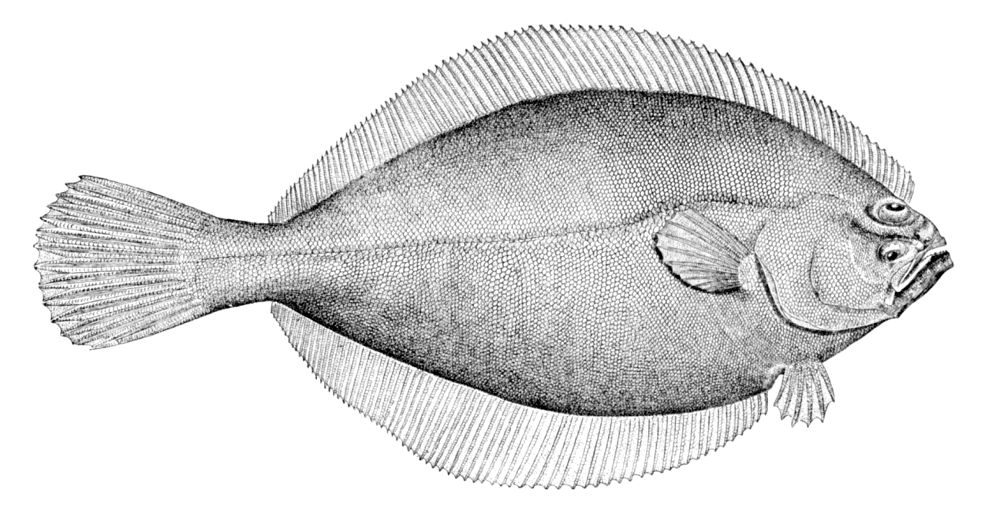 NC Flounder Limits Have Changed
