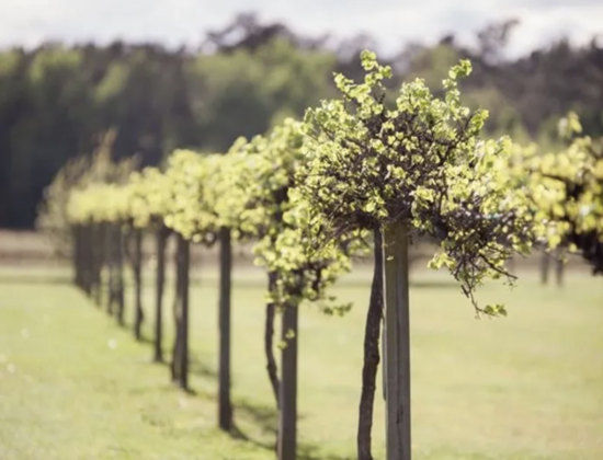 Silver Coast Winery